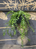 Dischidia ruscifolia (Million Hearts plant)
