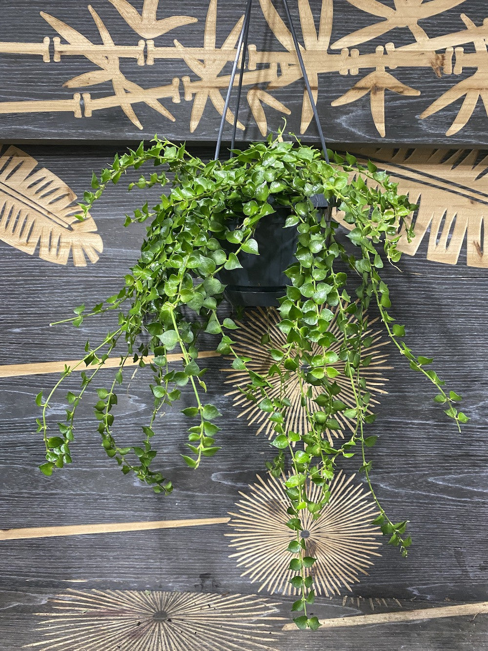 Dischidia ruscifolia (Million Hearts plant)