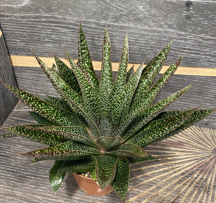 Aloe no id