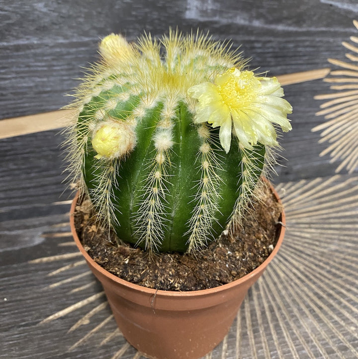 Eriocactus warasii - flori galbene