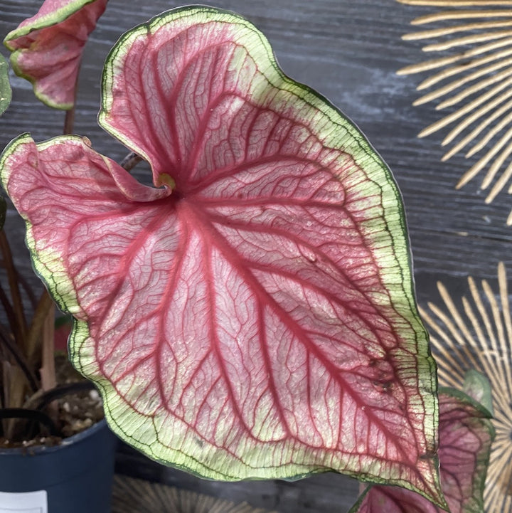 Caladium bicolor