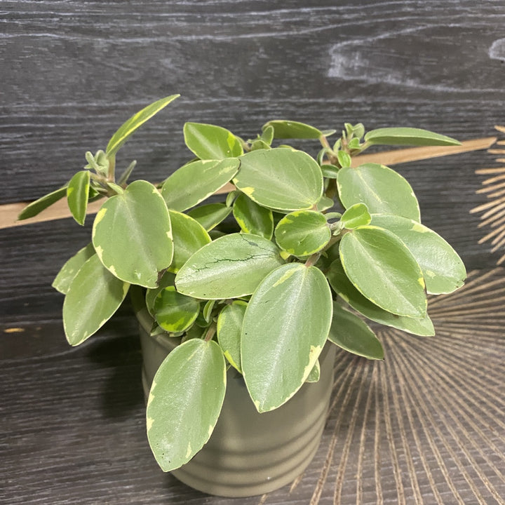 Peperomia Pixie Variegated