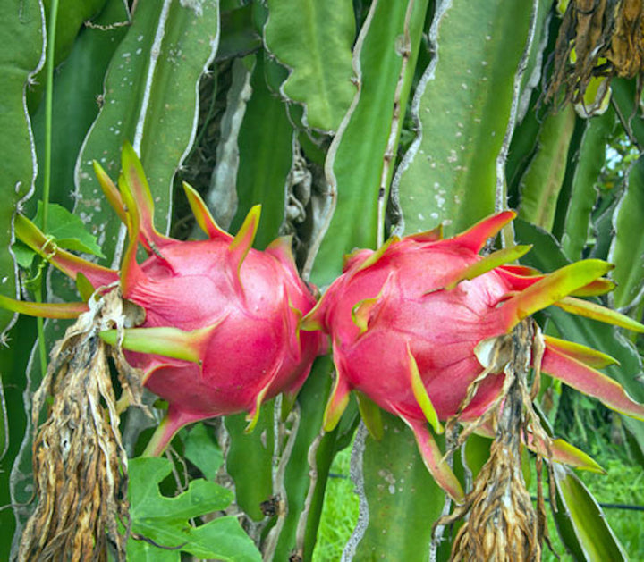 Cactus Hylocereus undatus - fructul dragonului