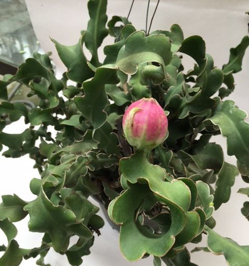 Epiphyllum 'Guatemalense Monstrosa' (Curly Sue Locks)