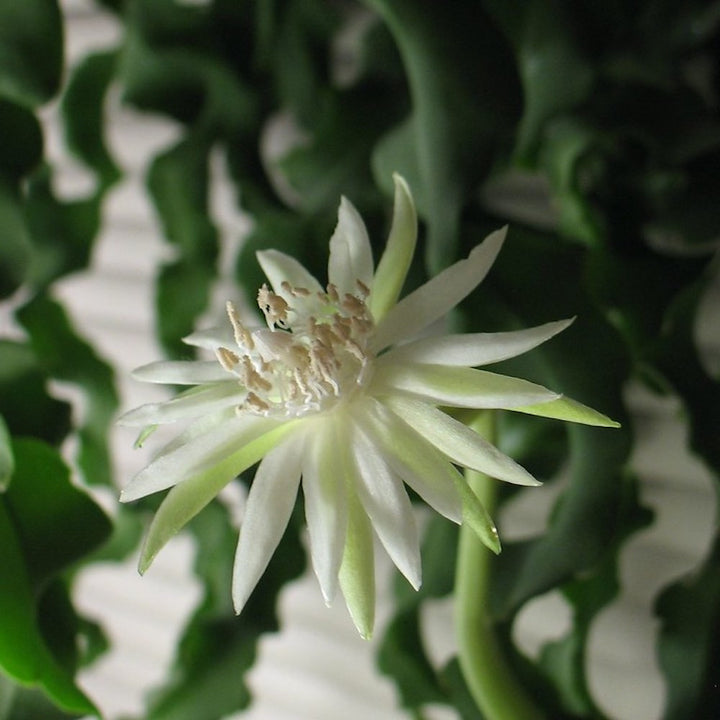 Epiphyllum guatemalense (Curly Sue) - orhideea cactus