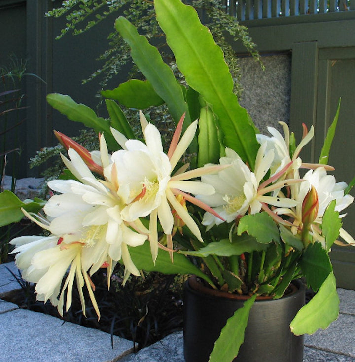 Epiphyllum Beavertail (Coada Castorului)