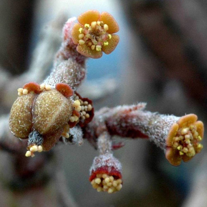 Euphorbia Platyclada (planta moarta)