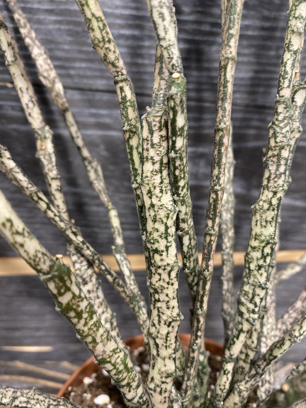 Euphorbia Platyclada (planta moarta)