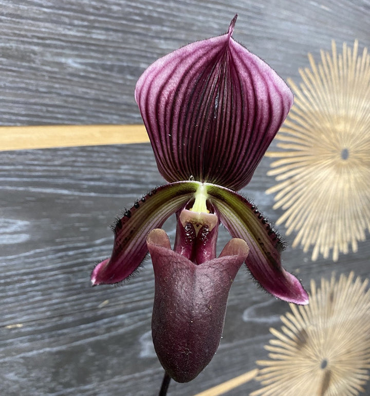 Paphiopedilum Maudiae Coloratum (hybrids)