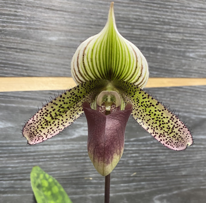 Paphiopedilum Maudiae Coloratum (hybrids)