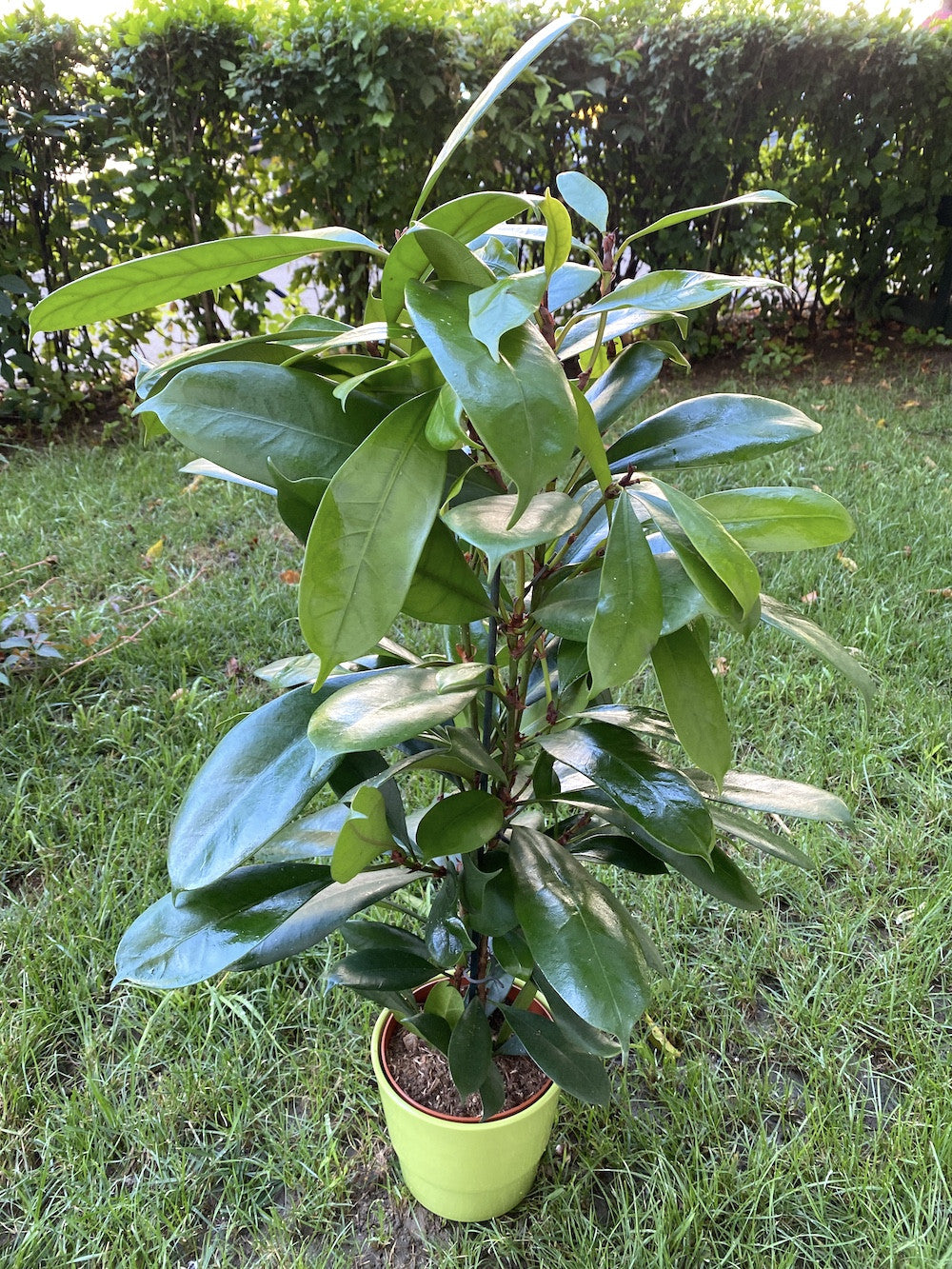 Ficus cyathistipula - Smochinul African