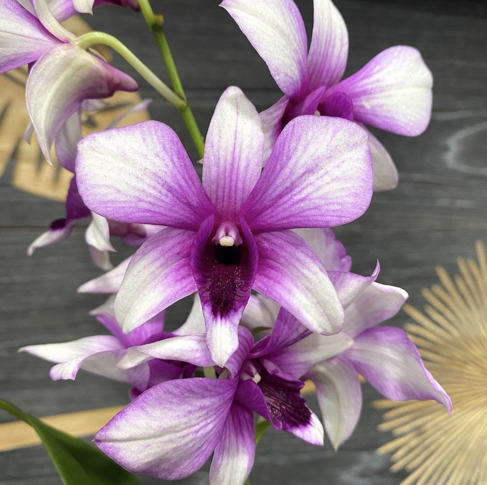 Orhidee Dendrobium Phalaenopsis bicolor Polar Fire la pret imbatabil si livrare!