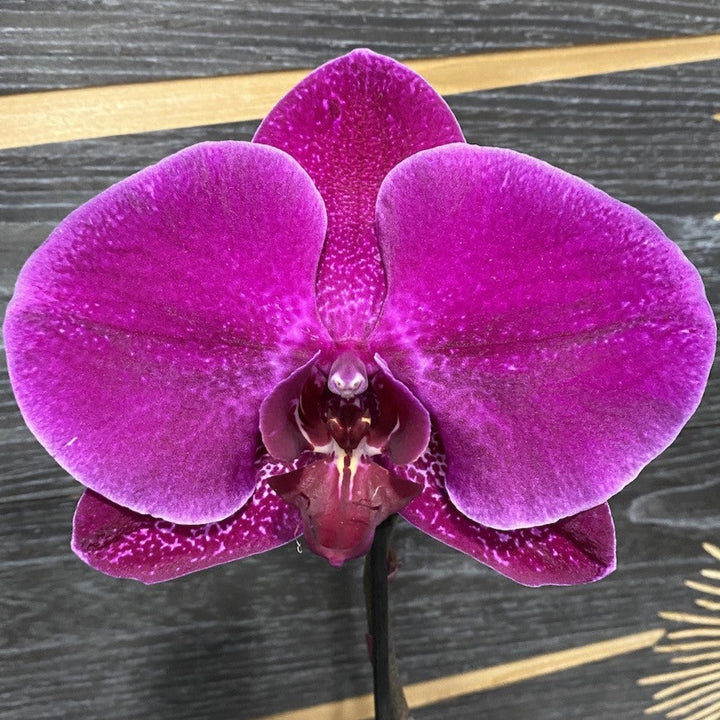 Phalaenopsis Singolo Dark Purple