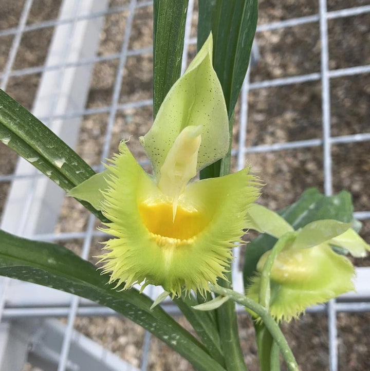 Catasetum Pileabrosum Green 'Green Bat' × fimbriatum