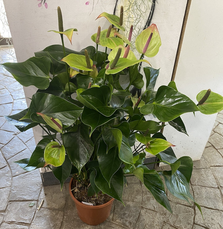 Anthurium Jaguar Green