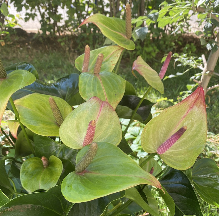 Anthurium Jaguar Green