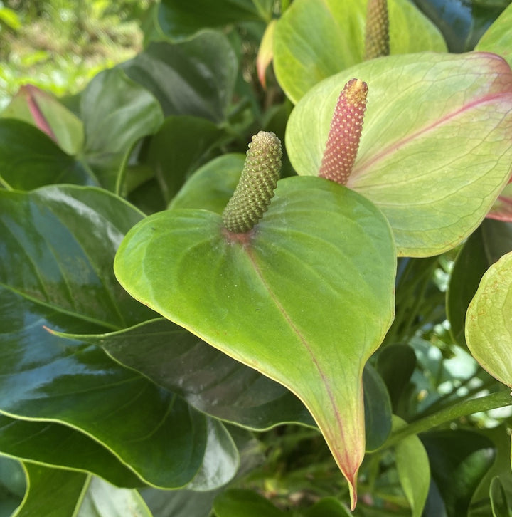 Anthurium Jaguar Green