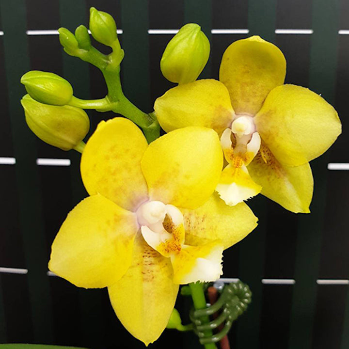 Phalaenopsis Younghome Golden Pixie '0198'