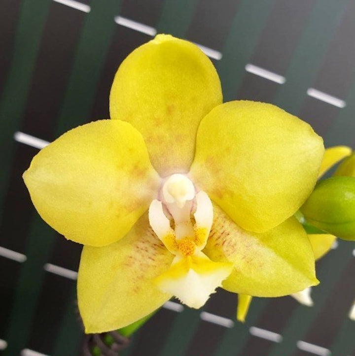 Phalaenopsis Younghome Golden Pixie '0198'