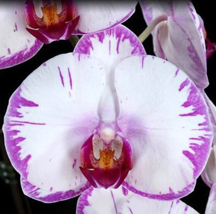 Phalaenopsis Champion Lighting