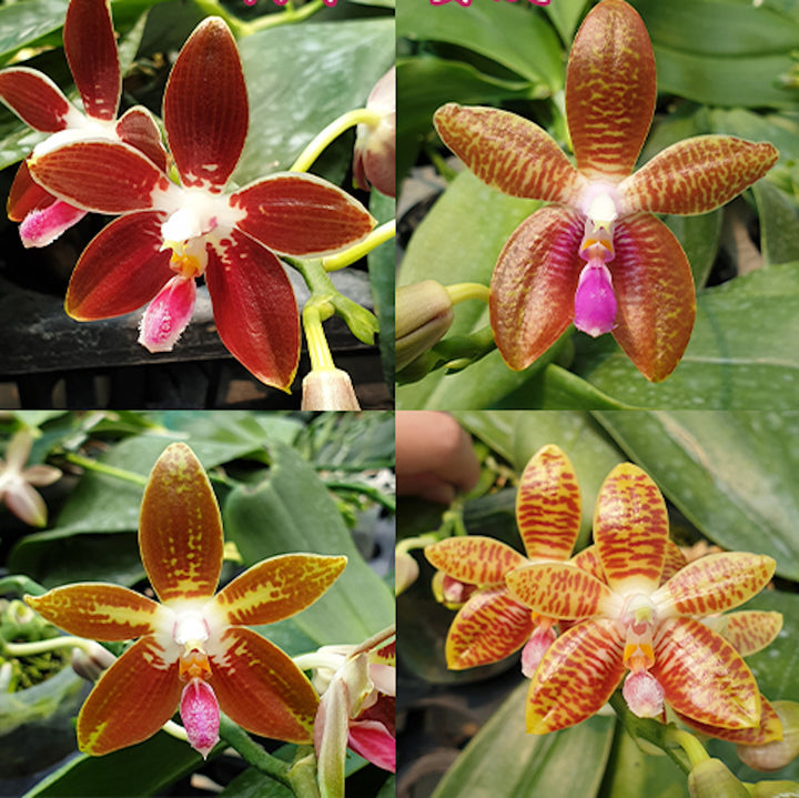 Phalaenopsis Corning-Ambo (corningiana × amboinensis)