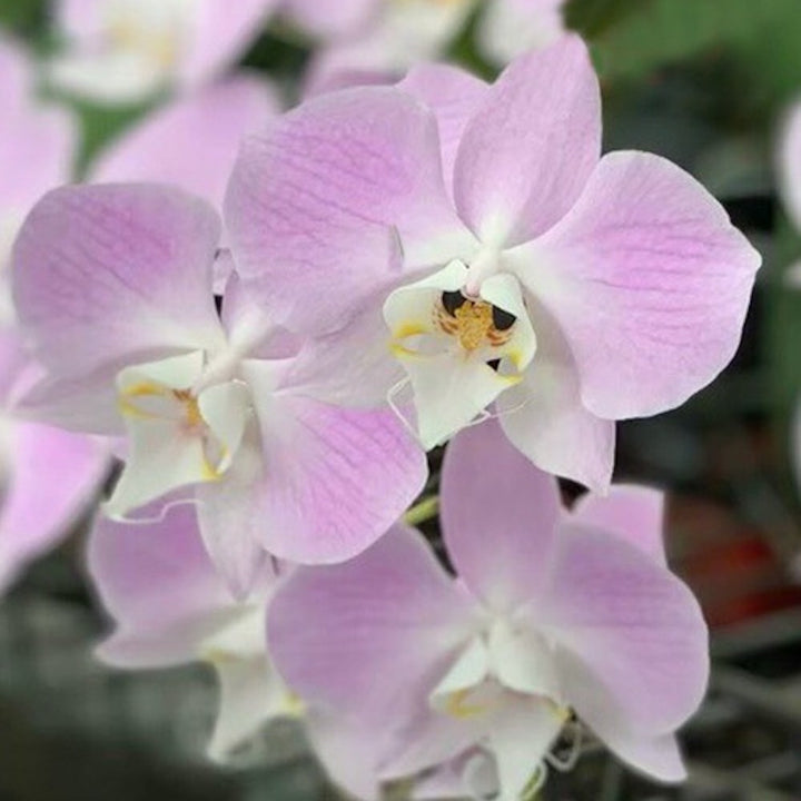 Phalaenopsis sanderiana × sib (frunze argintii)