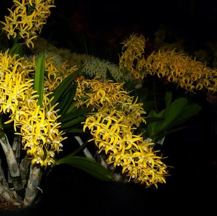 Dendrobium speciosum 'Golden Rain' × self - flori parfumate