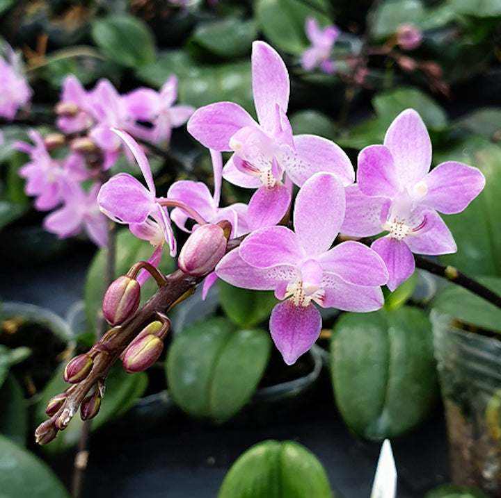 Phalaenopsis equestris 'Pink'