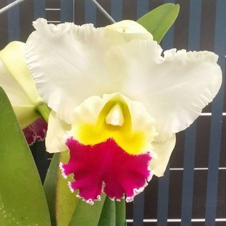 Cattleya Winter Gift × sib