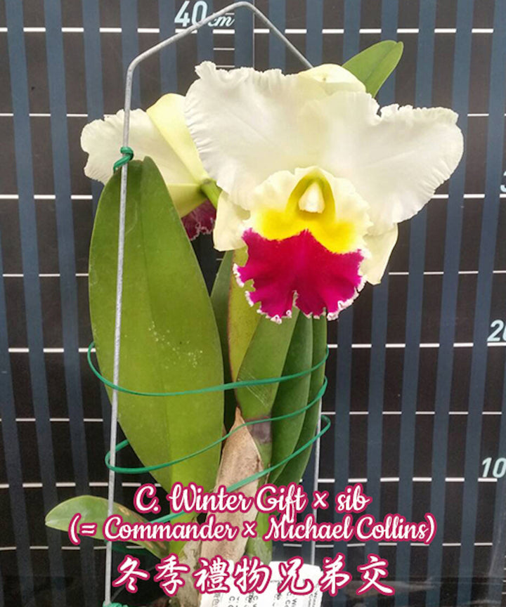 Cattleya Winter Gift × sib