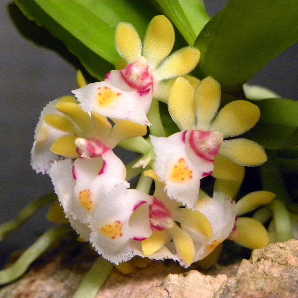 Gastrochilus japonicus parfumat