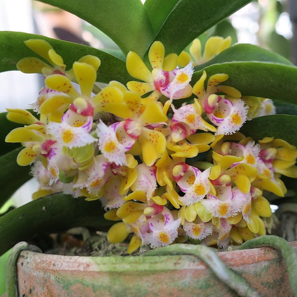 Gastrochilus japonicus parfumat