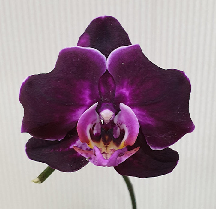 Phalaenopsis Miki Imperial Beauty