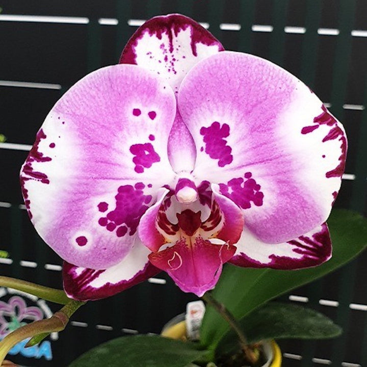 Phalaenopsis Miki Imperial Beauty