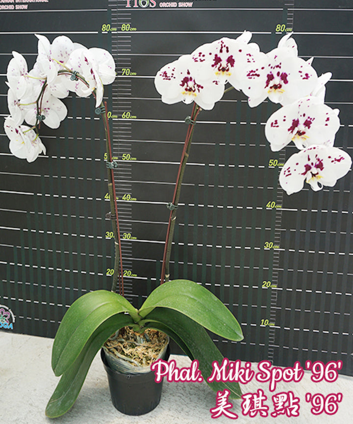 Phalaenopsis Miki Spot '96'