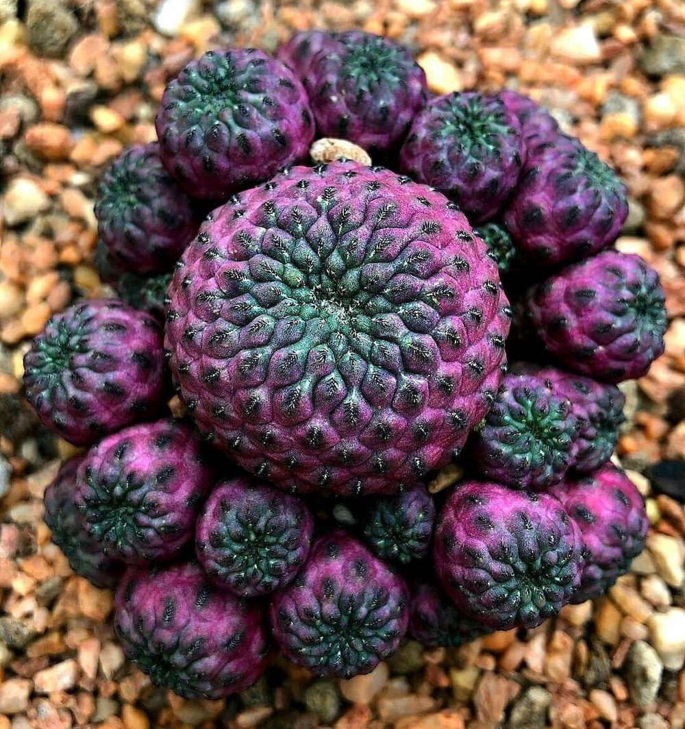 Purple Cactus (Sulcorebutia Rauschii)