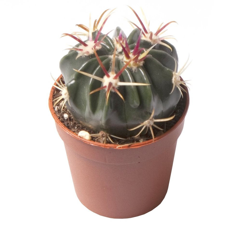 Cactus Ferocactus Latispinus