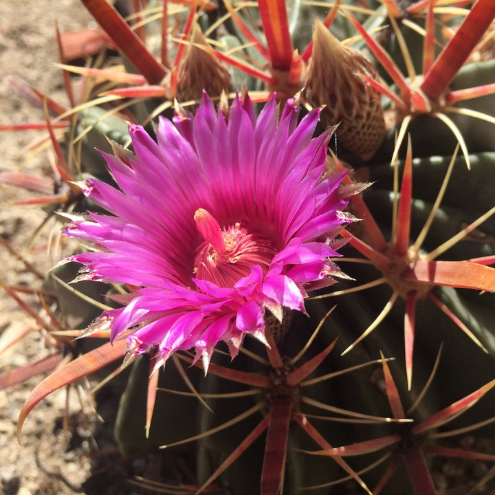 Cactus Ferocactus Latispinus