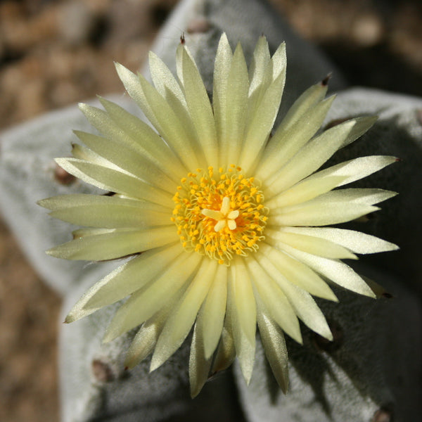 Cactus Astrophytum myriostigma