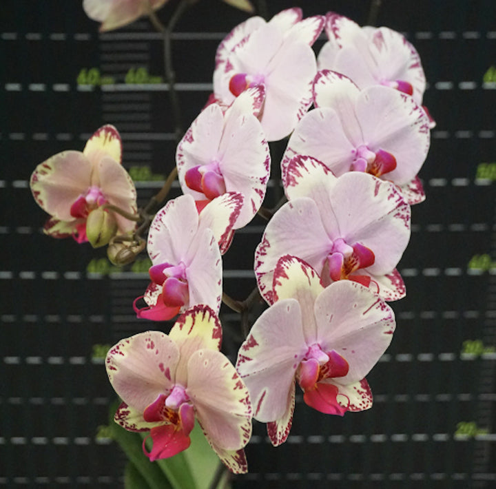 Phalaenopsis Miki Golden Fairy '119'.