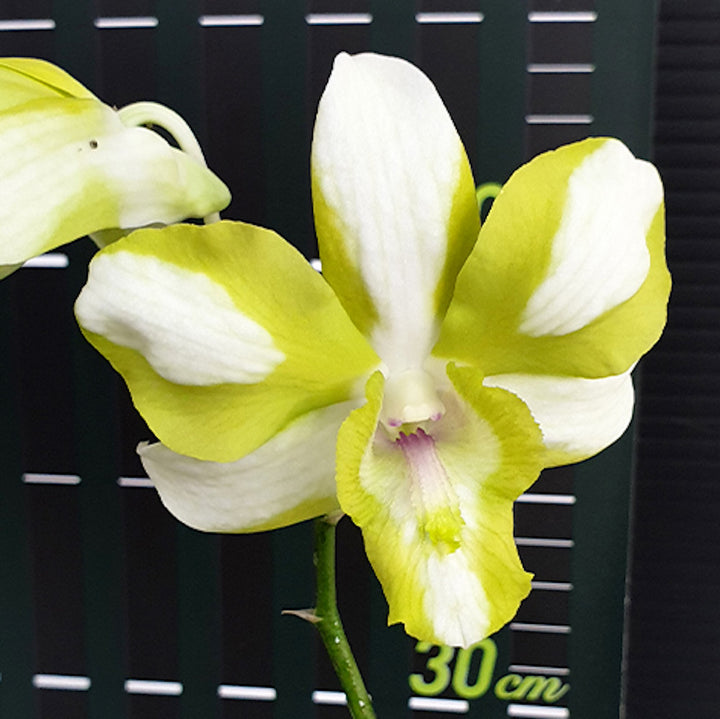 Dendrobium Dragon Jade No.1