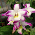 Dendrobium Hamana Lake 'Prism'
