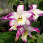 Dendrobium Hamana Lake 'Prism'