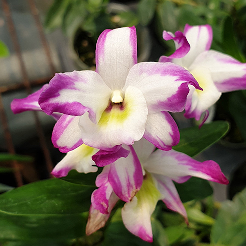 Dendrobium Hamana Lake 'Prism'