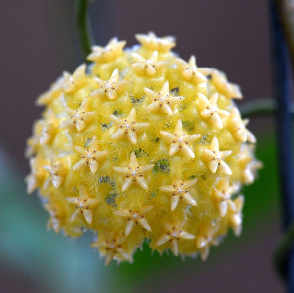 Hoya mindorensis 'Lite yellow'