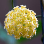 Hoya mindorensis 'Lite yellow'