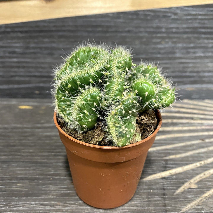 Opuntia Cilindrica Crestata