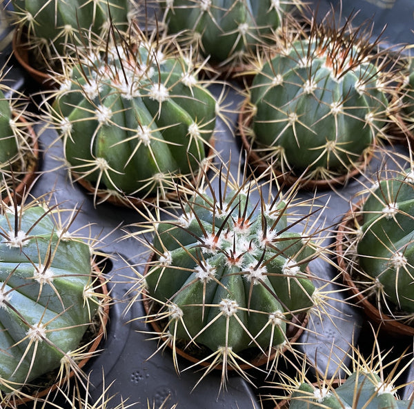 Cactus Melocactus Azureus