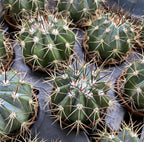 Cactus Melocactus Azureus