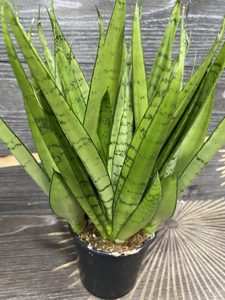 Sansevieria star green parrot